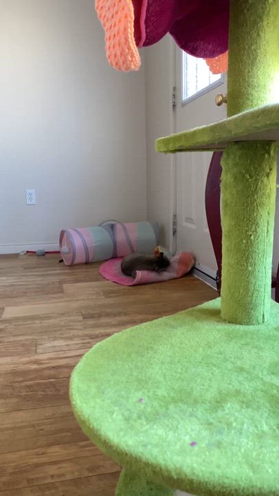 Enlarge Dixie, a Adoptable Domestic Short Hair in Shakespeare, ON video 6/6