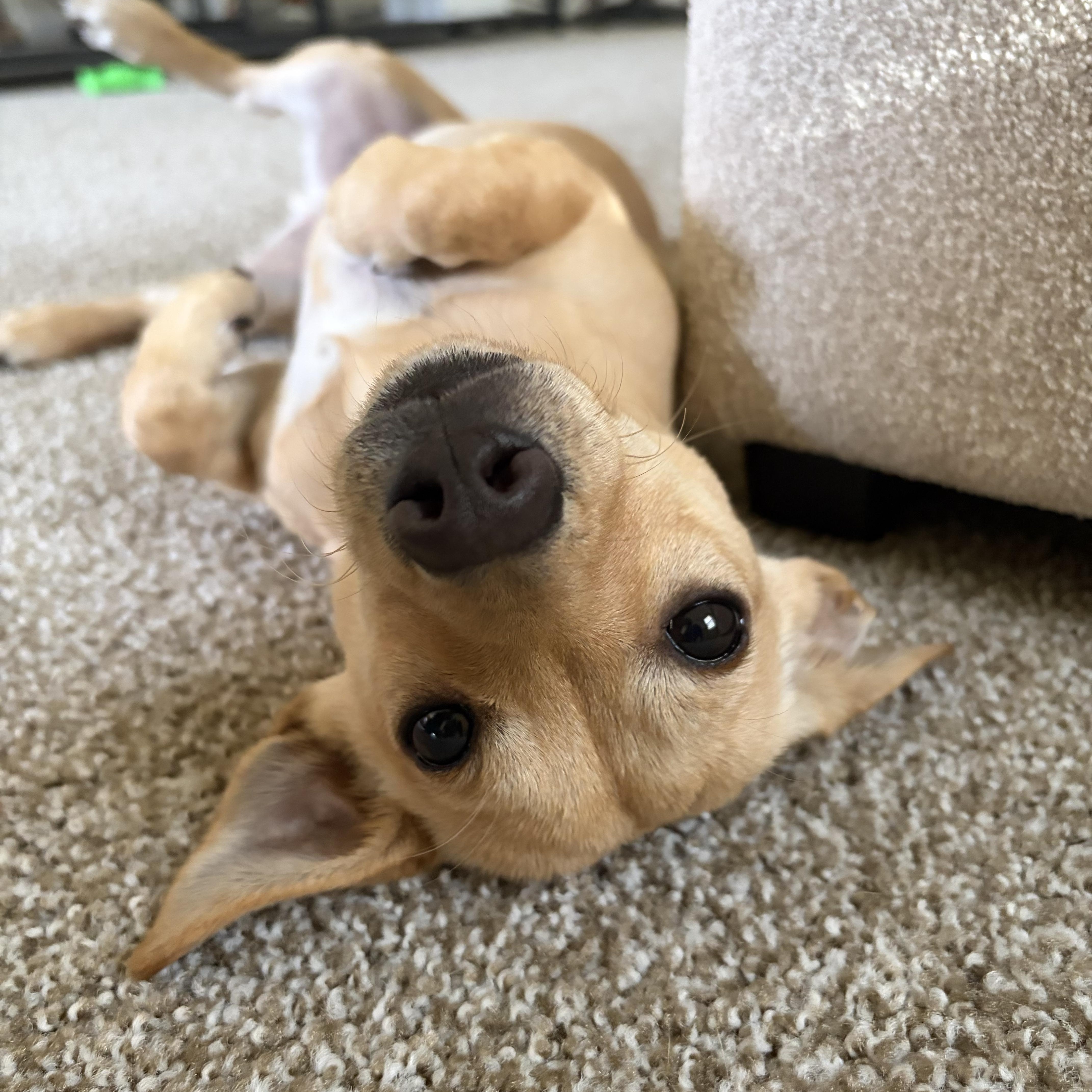 Enlarge Bobby, a ADOPTABLE mixed breed in Barnegat, NJ image 2/2