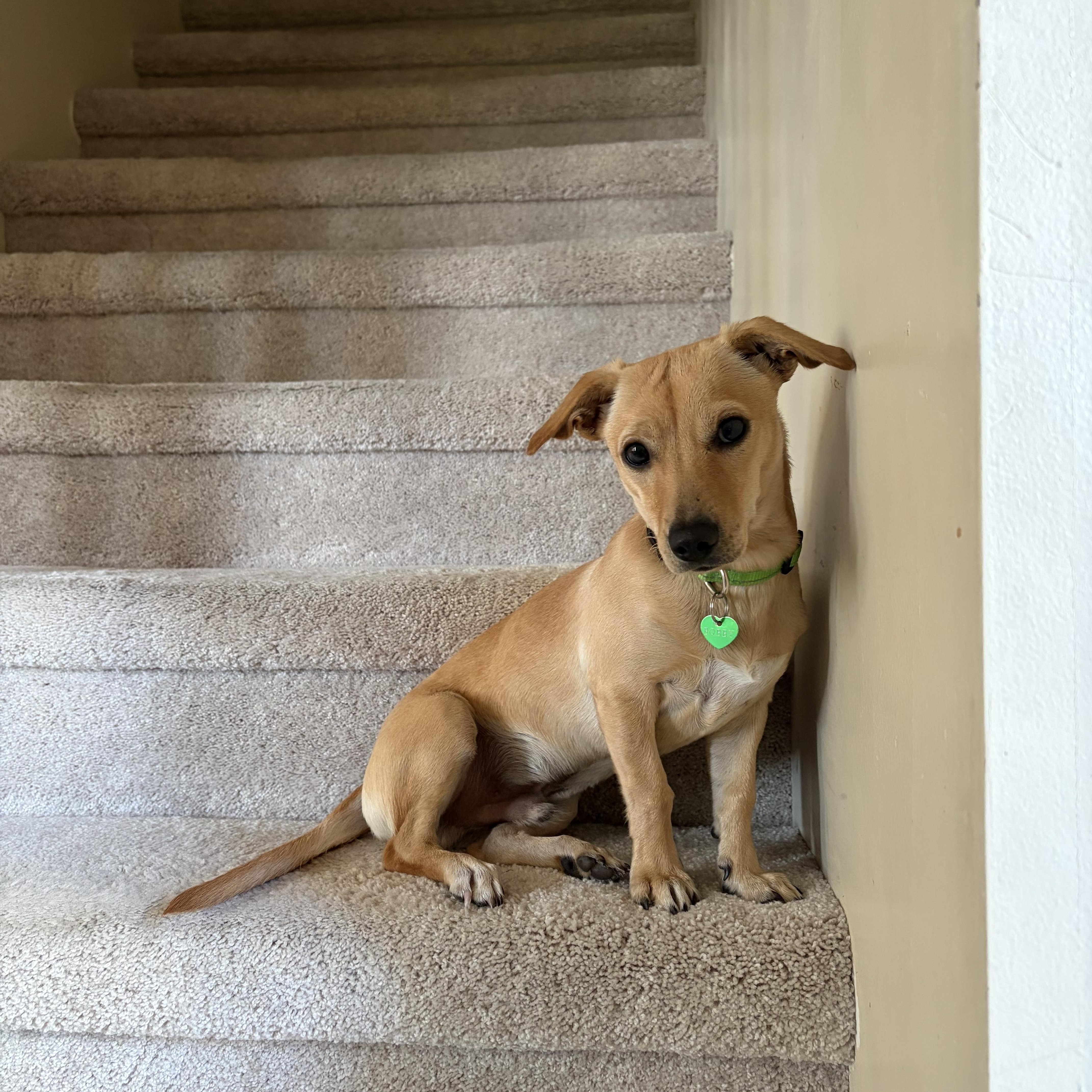 Bobby, ADOPTABLE, Young Male Chiweenie.