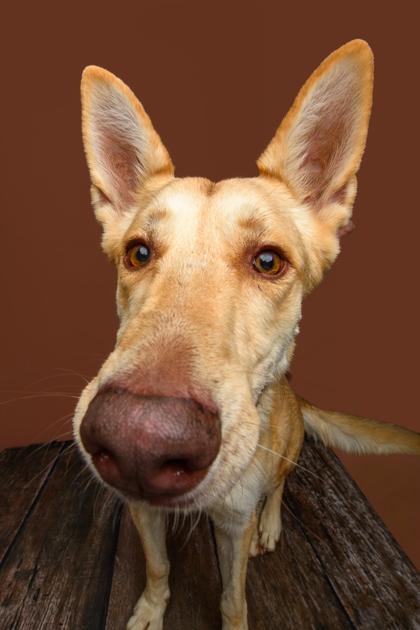 Barry, Adoptable, Adult Male Siberian Husky & Shepherd.