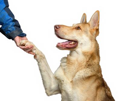 Enlarge Barry, a Adoptable mixed breed in Mount Holly, NJ image 2/3