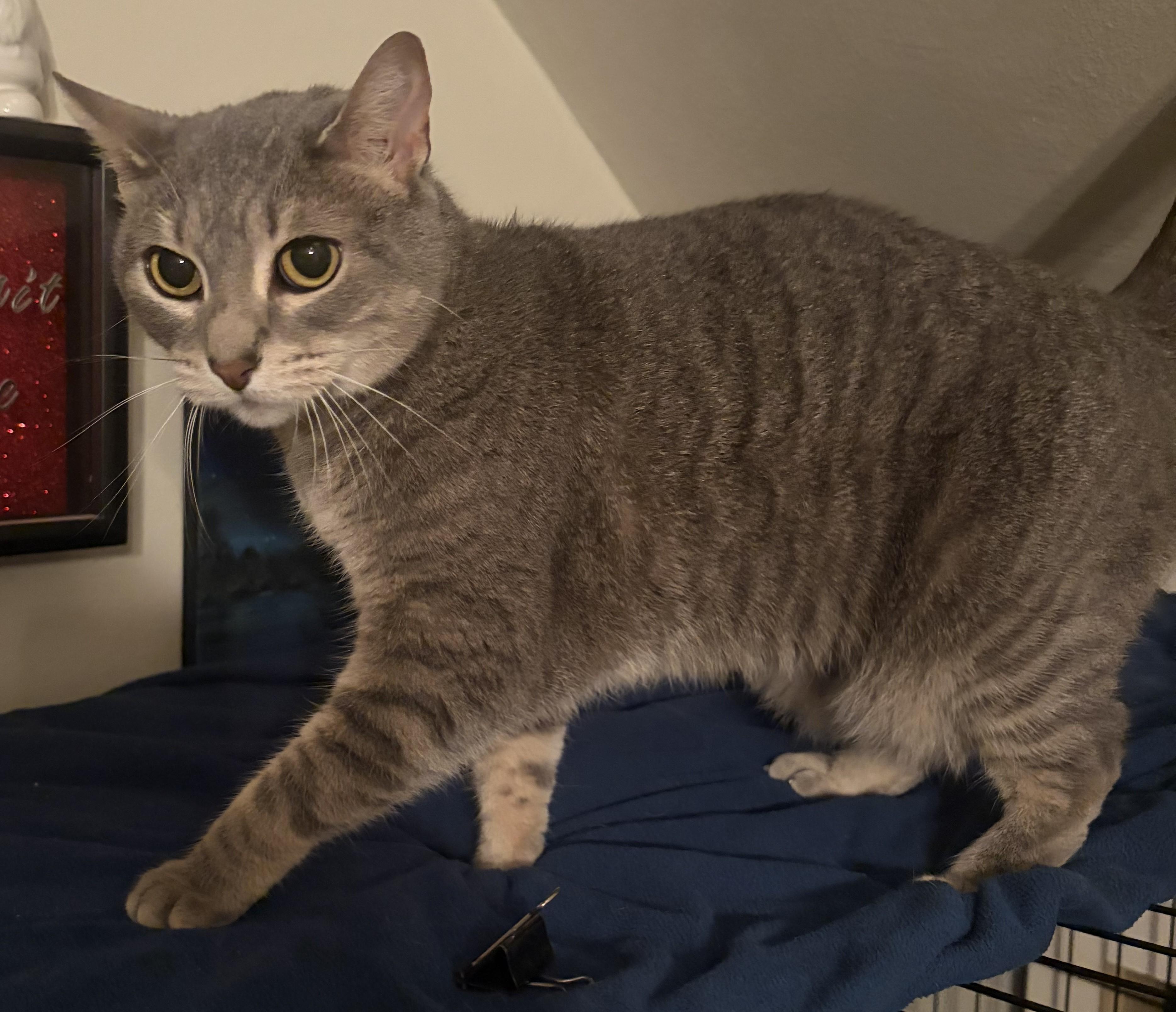 Millie26, ADOPTABLE, Adult Female Domestic Short Hair.