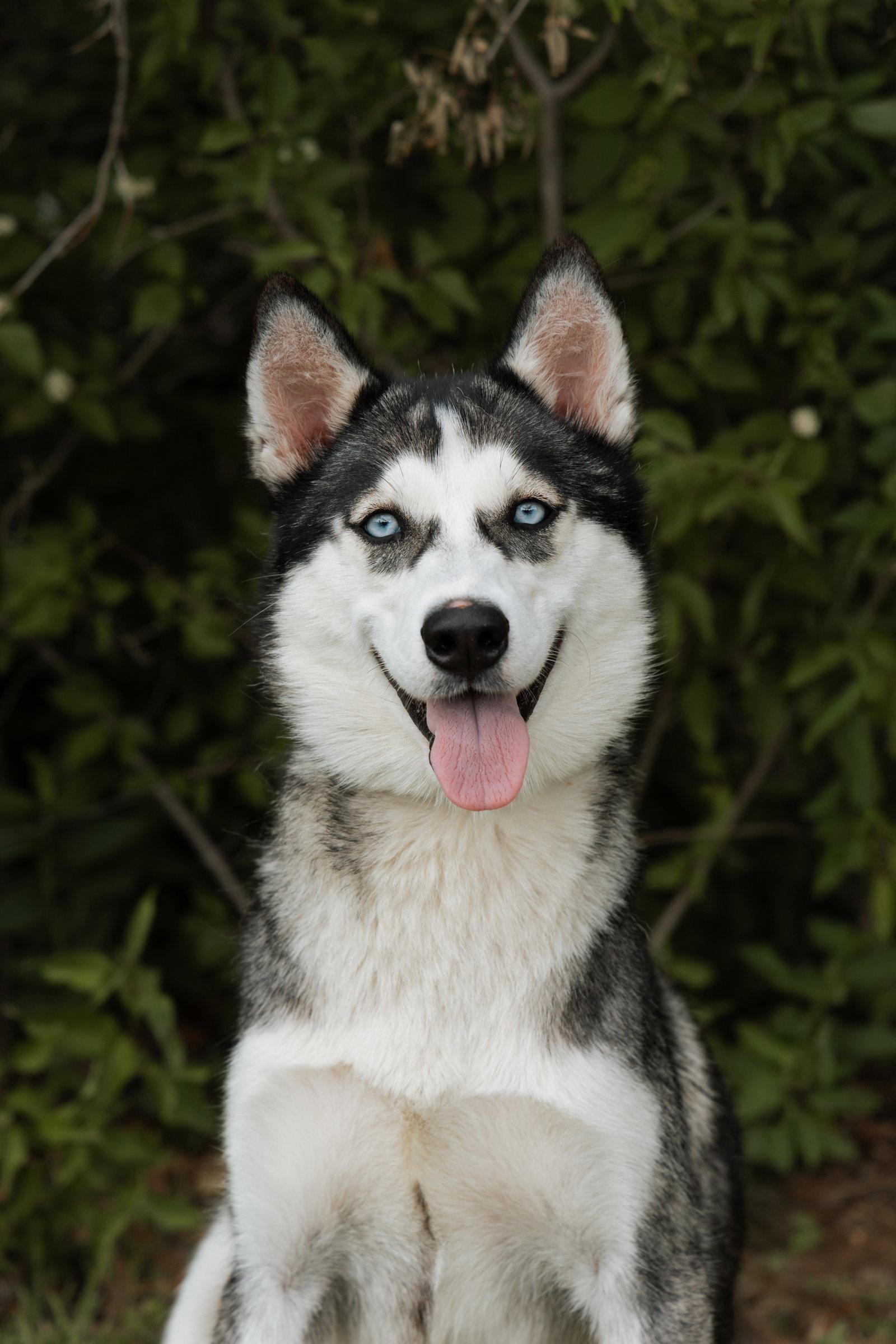 Enlarge Quebec, a Adopted Siberian Husky in Carrollton, TX image 1/3