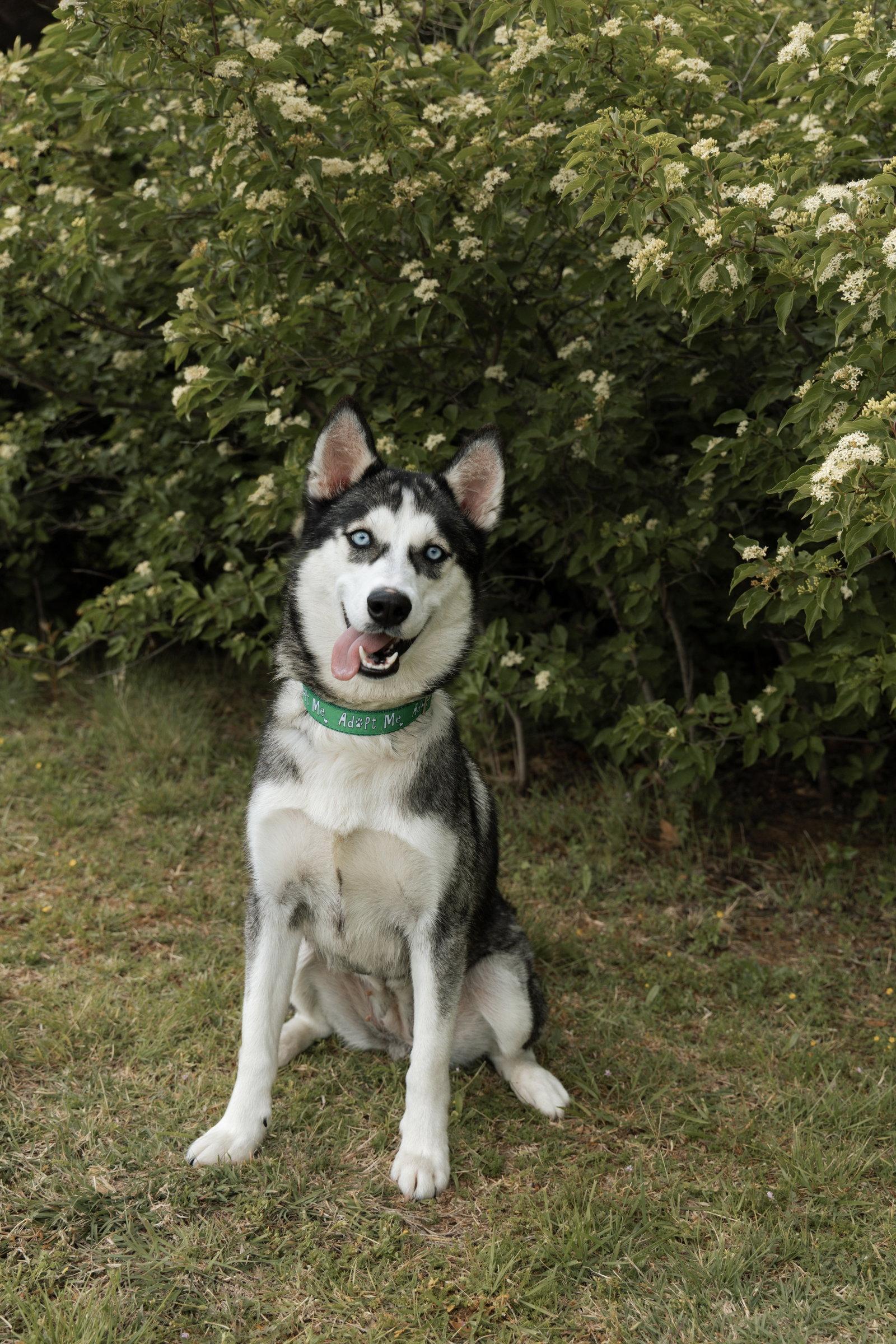 Enlarge Quebec, a Adopted Siberian Husky in Carrollton, TX image 2/3