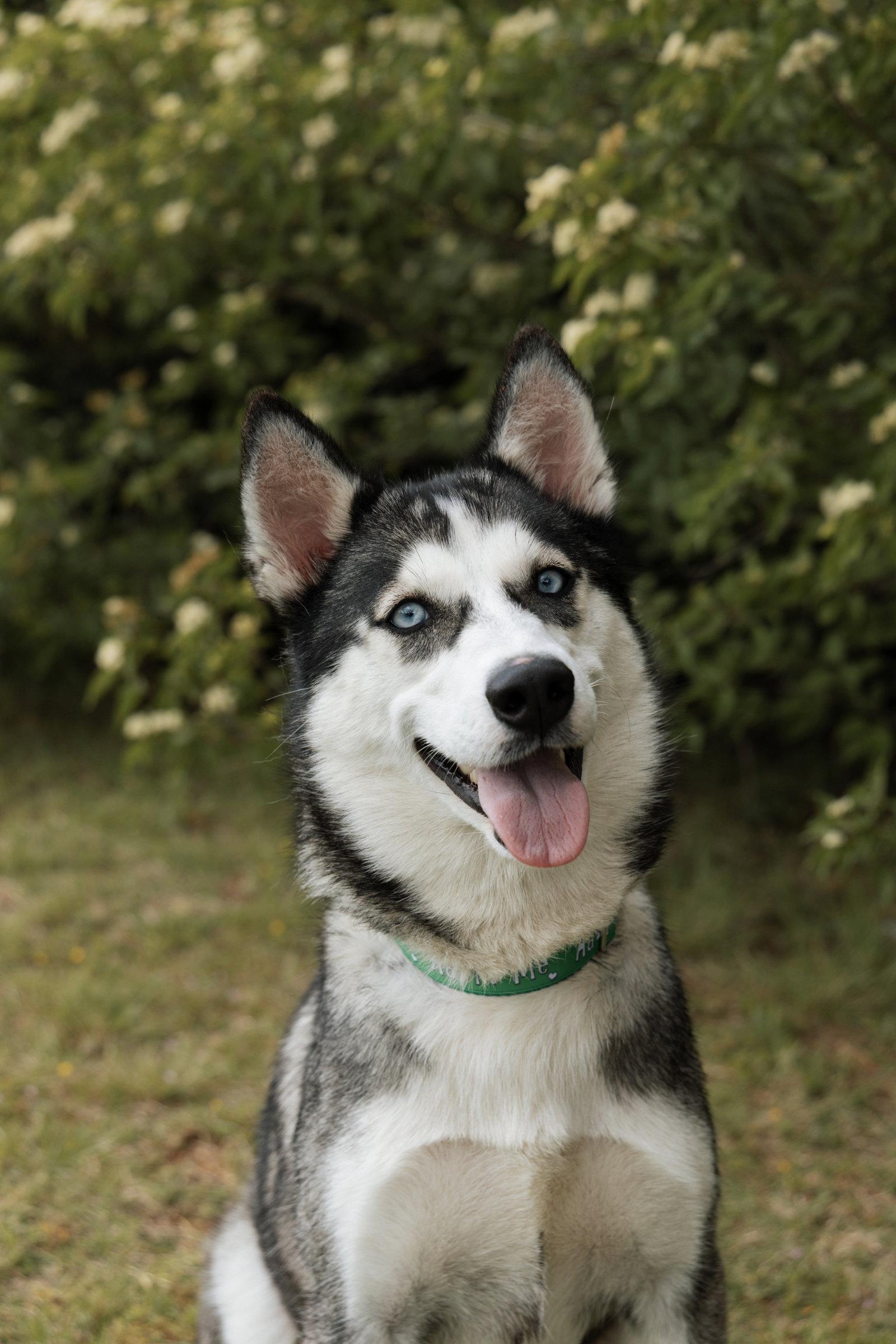 Enlarge Quebec, a Adopted Siberian Husky in Carrollton, TX image 3/3