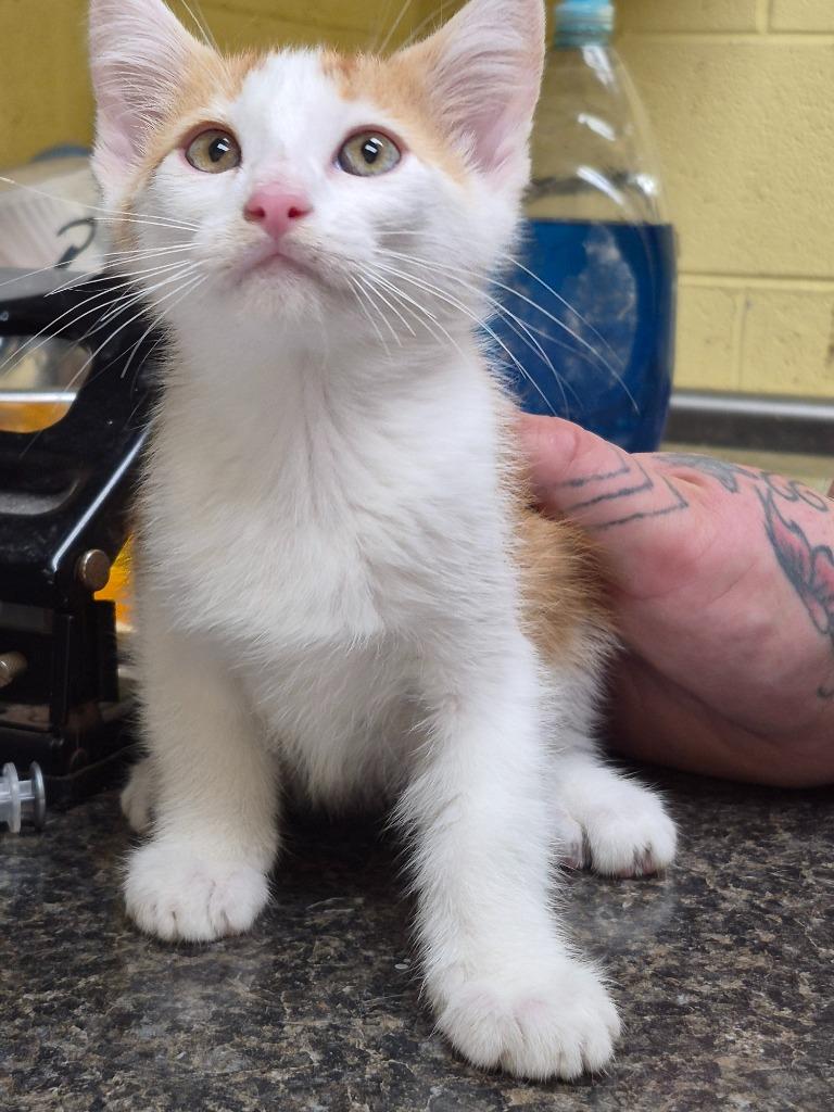 Enlarge General Finn, a Adopted mixed breed in Crossville, TN image 1/1