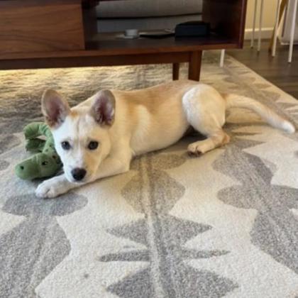 Hercules, Adoptable, Young Male Husky & Mixed Breed.