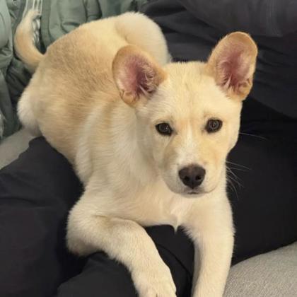 Enlarge Hercules, a Adoptable mixed breed in San Francisco, CA image 2/3