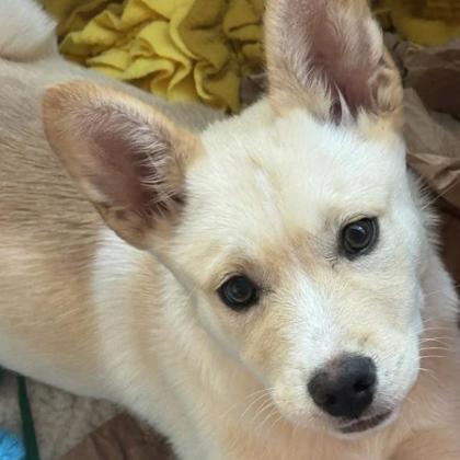 Enlarge Hercules, a Adoptable mixed breed in San Francisco, CA image 3/3