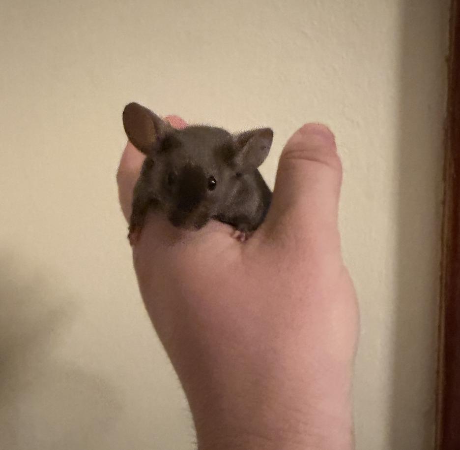 Enlarge Mortimer, a ADOPTABLE Mouse in Minneapolis, MN image 4/5