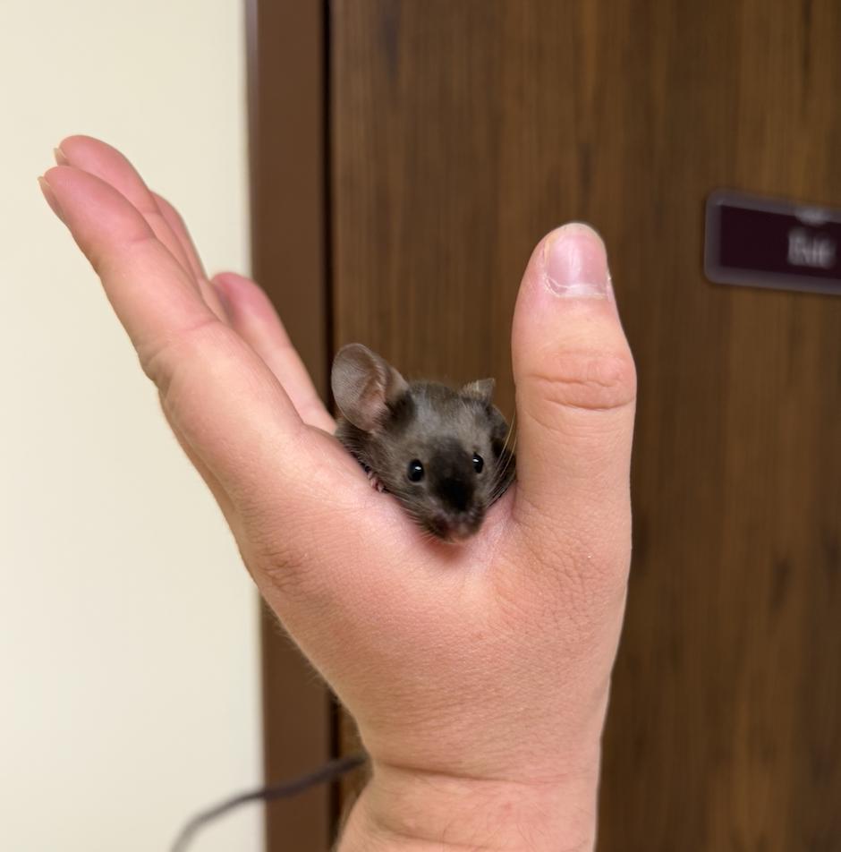 Enlarge Mortimer, a ADOPTABLE Mouse in Minneapolis, MN image 5/5