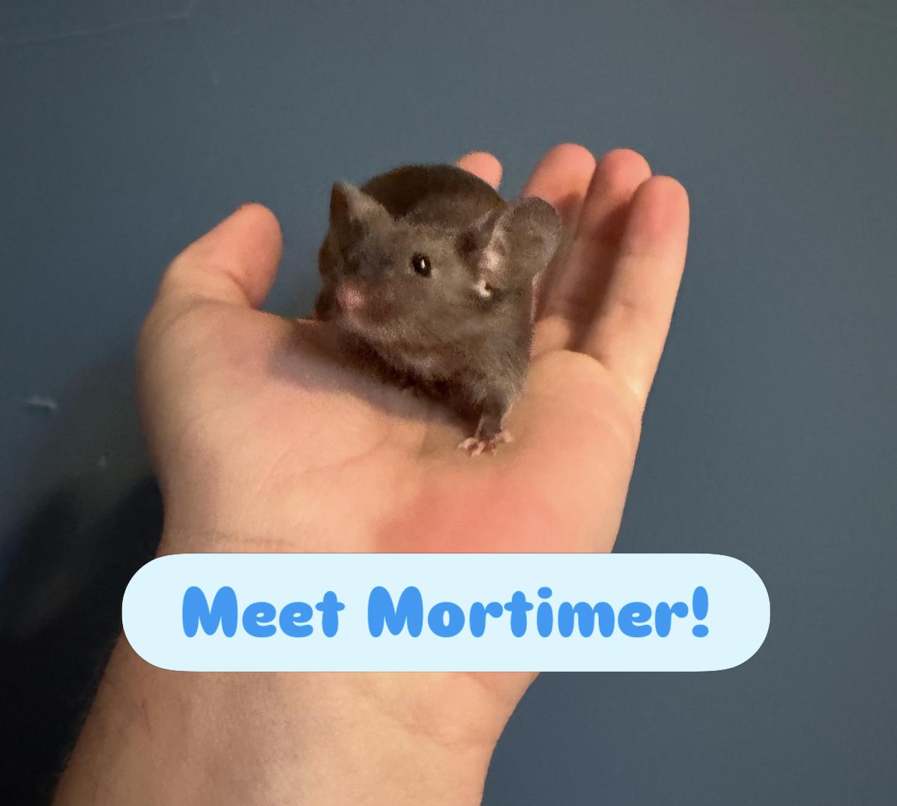 Mortimer, ADOPTABLE, Young Male Mouse.