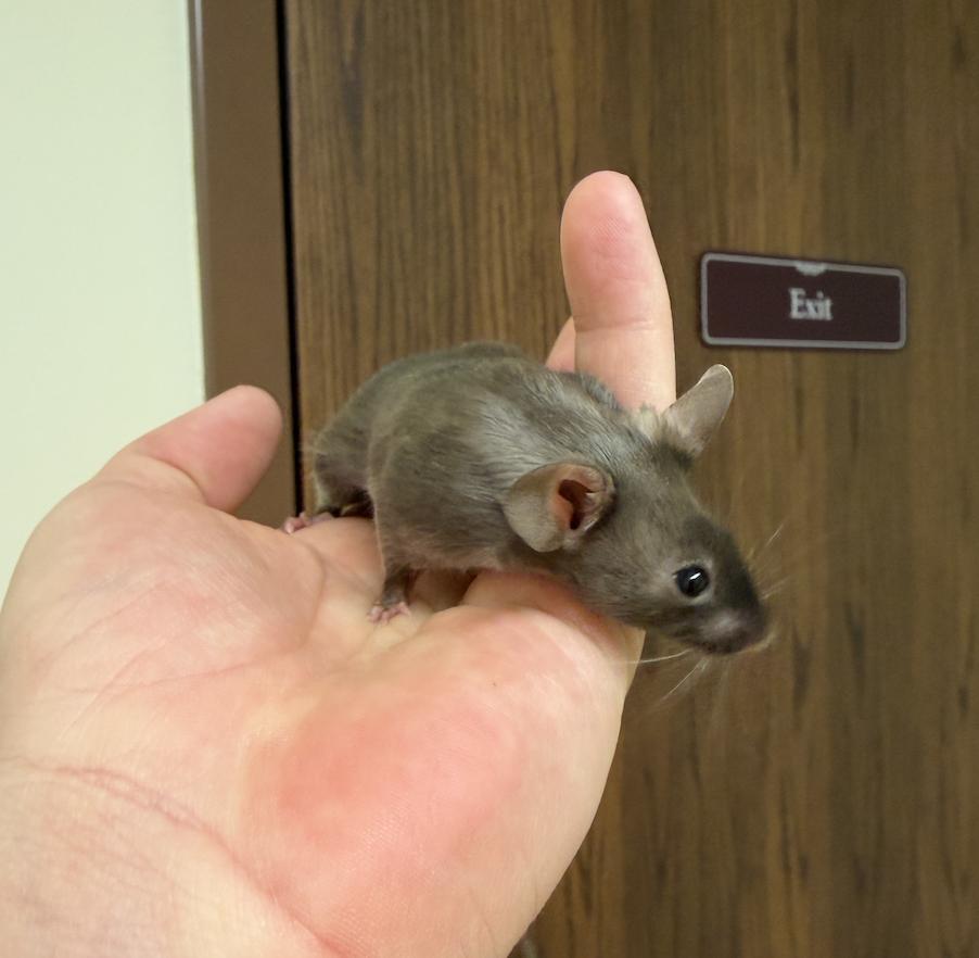 Enlarge Mortimer, a ADOPTABLE Mouse in Minneapolis, MN image 1/5