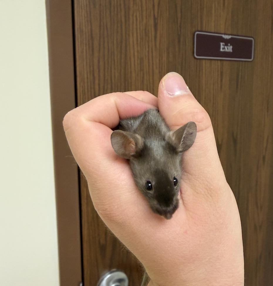Enlarge Mortimer, a ADOPTABLE Mouse in Minneapolis, MN image 2/5