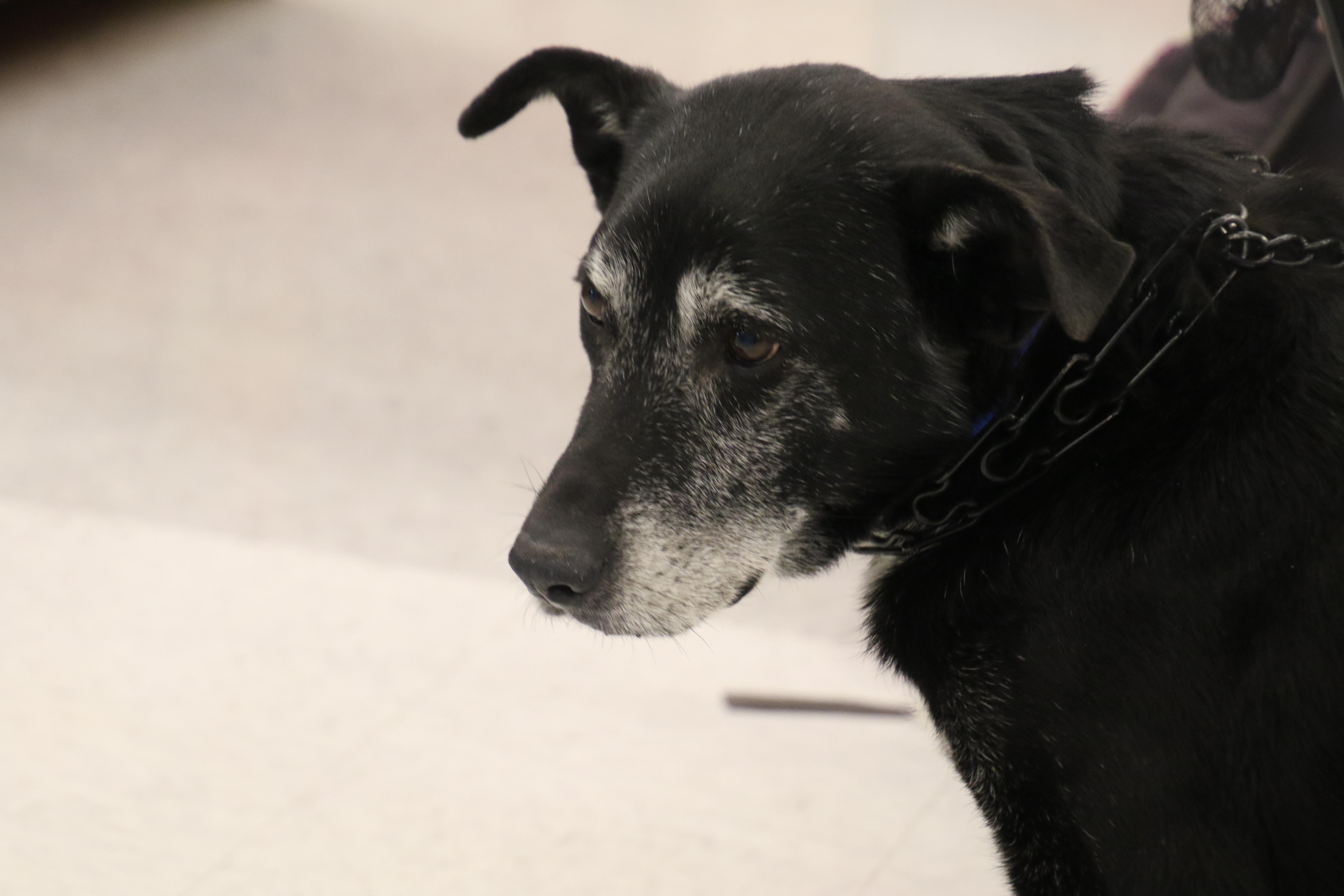 Enlarge Maxx, a ADOPTABLE mixed breed in Aurora, IL image 4/6