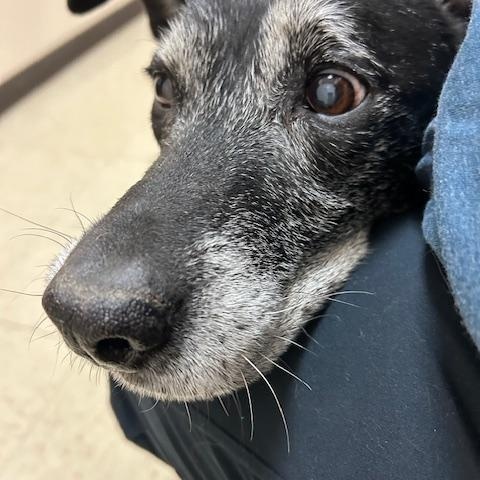 Enlarge Maxx, a ADOPTABLE mixed breed in Aurora, IL image 3/3