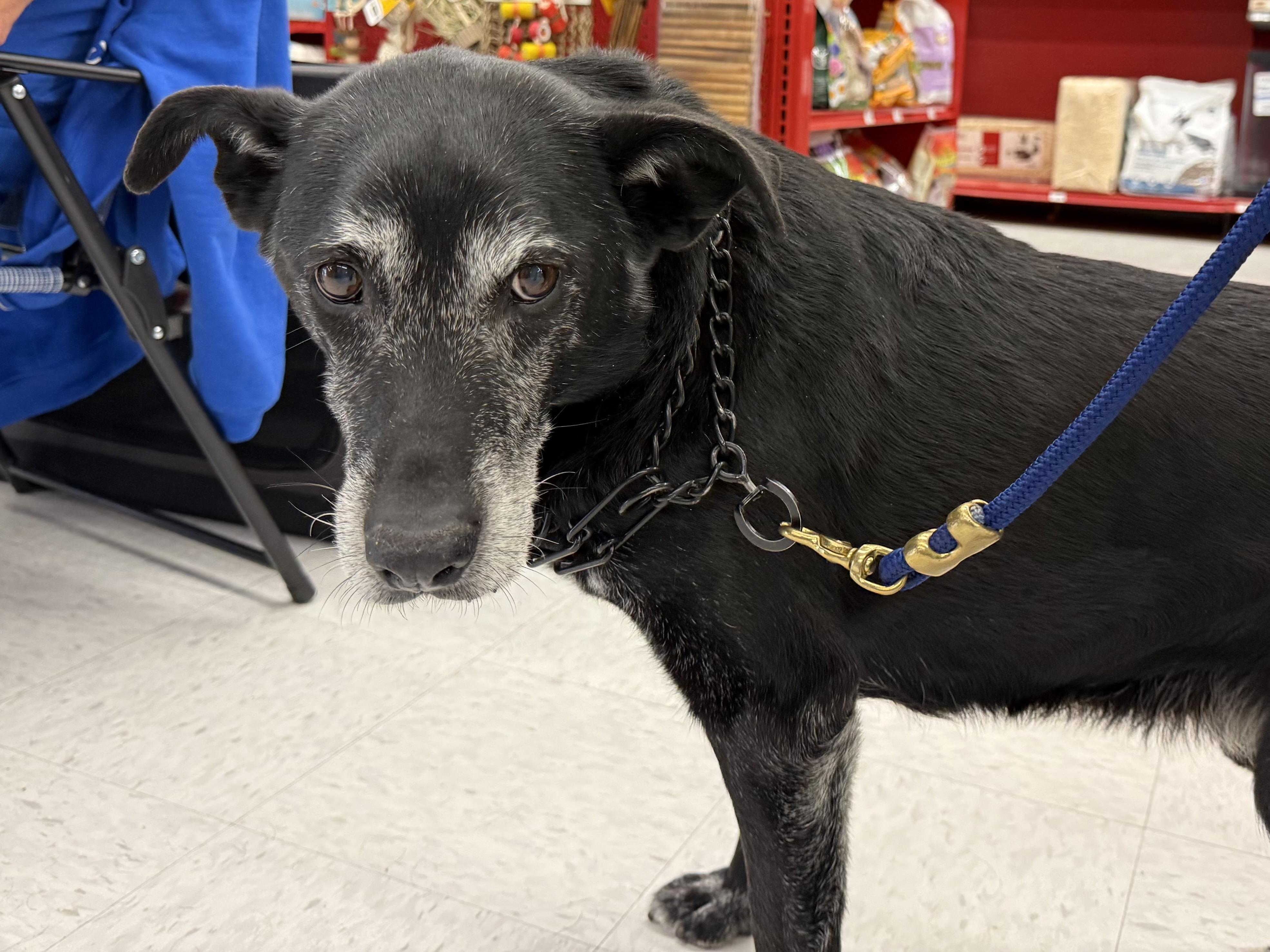 Enlarge Maxx, a ADOPTABLE mixed breed in Aurora, IL image 1/6