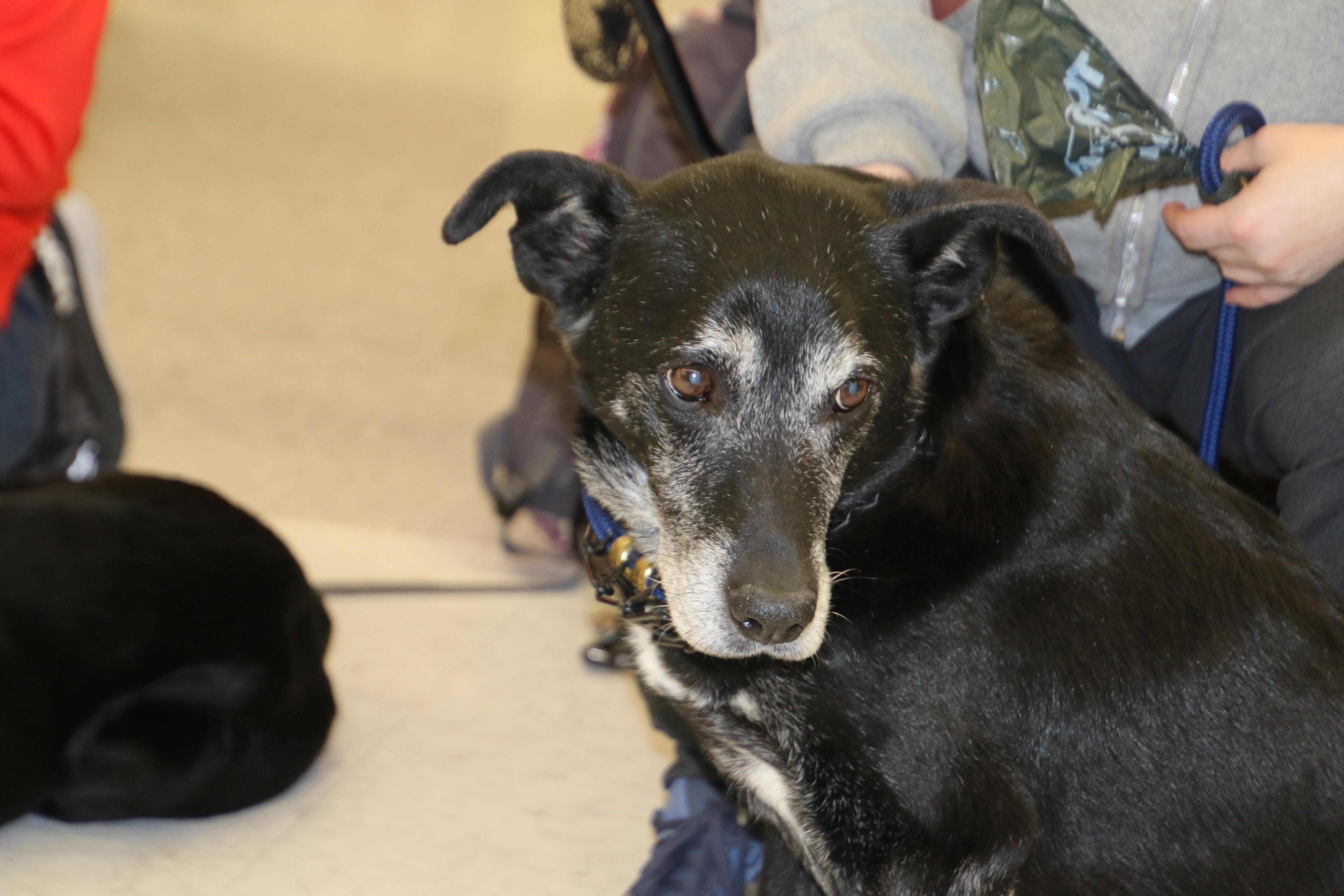 Enlarge Maxx, a ADOPTABLE mixed breed in Aurora, IL image 3/6