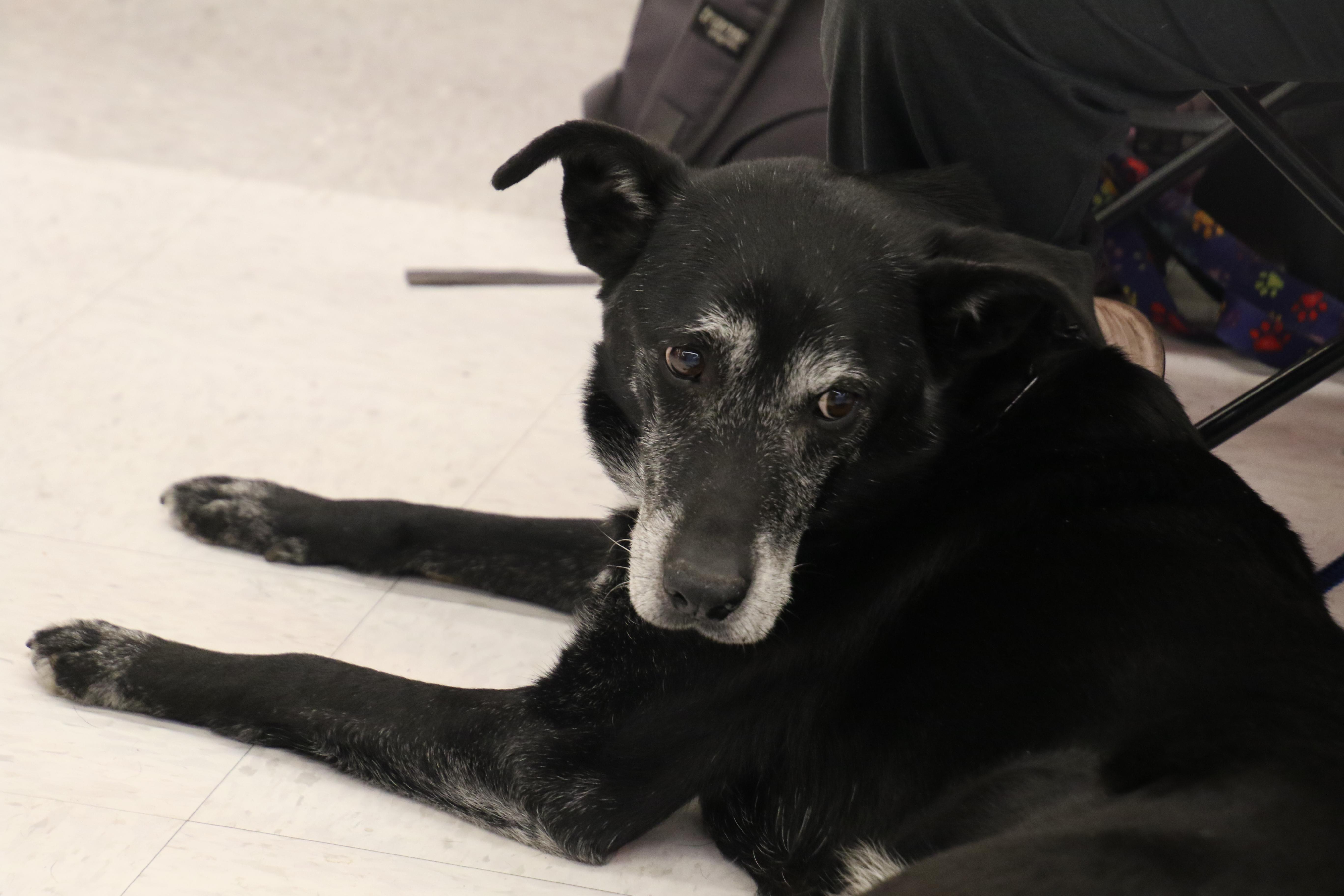 Enlarge Maxx, a ADOPTABLE mixed breed in Aurora, IL image 2/6