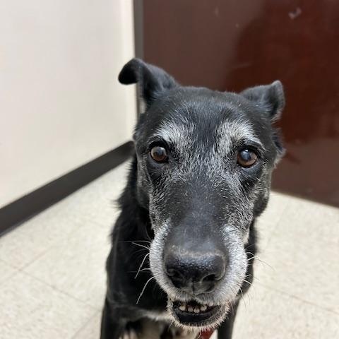 Maxx, ADOPTABLE, Senior Male Labrador Retriever.