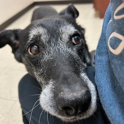 Maxx, ADOPTABLE, Senior Male Labrador Retriever.