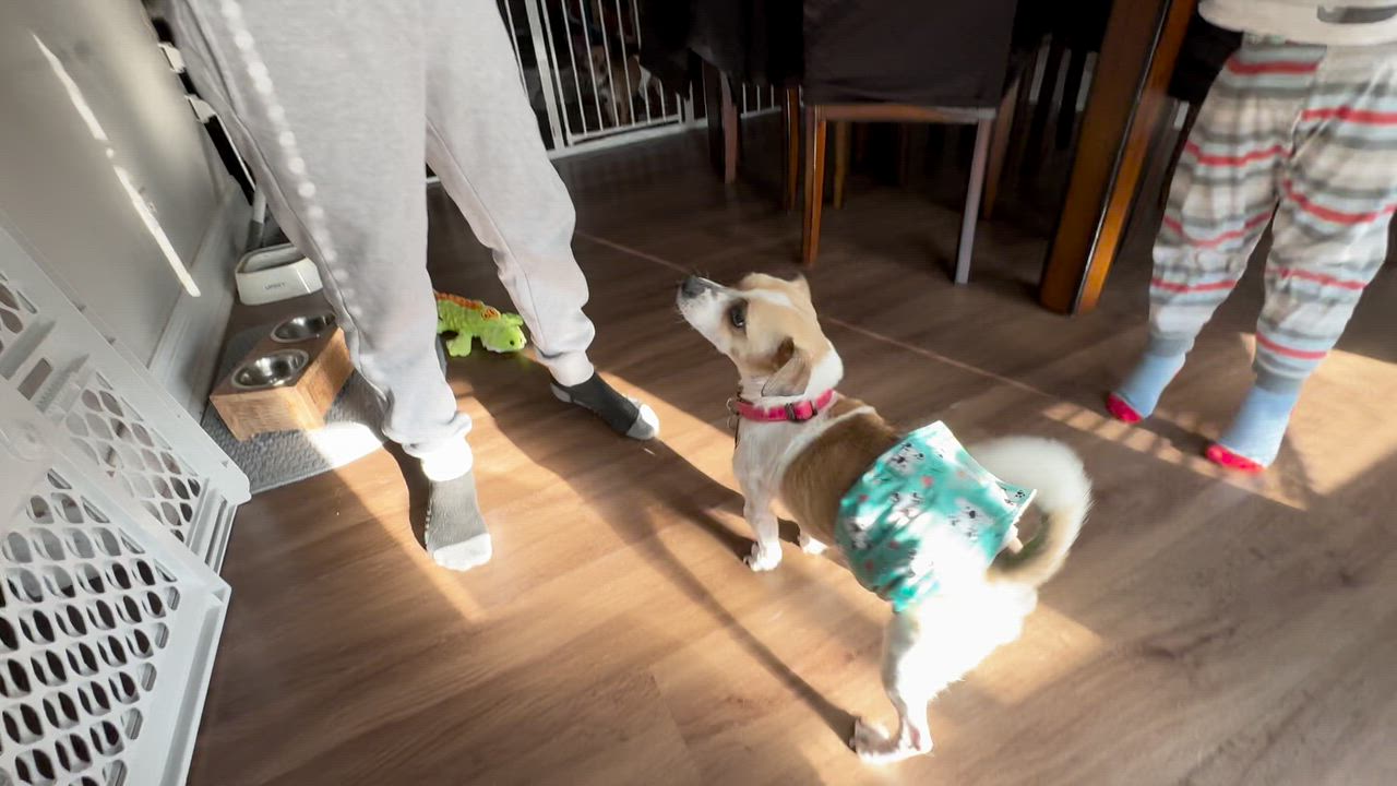 Enlarge Maxx, a ADOPTABLE mixed breed in Aurora, IL video 5/6