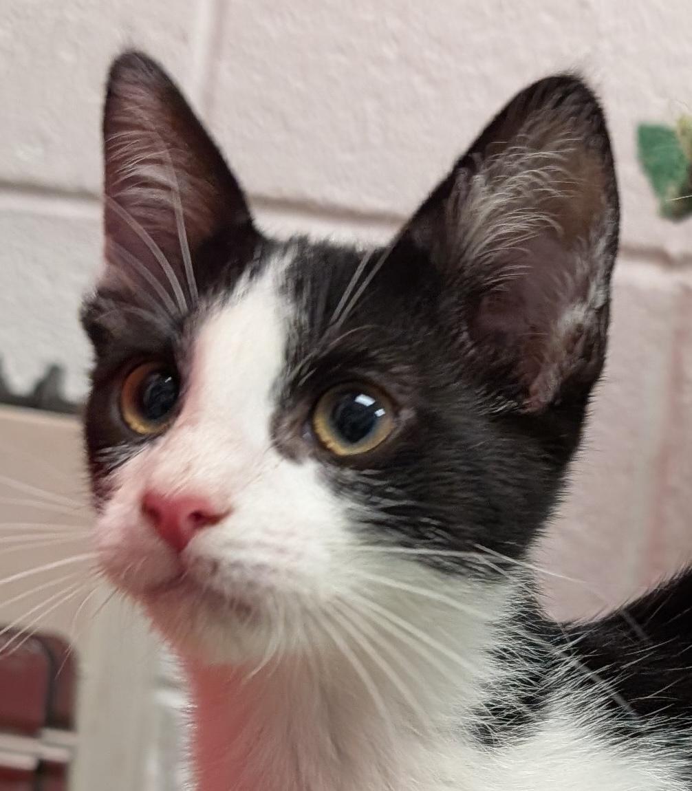 Hamilton, Baby Male Domestic Short Hair