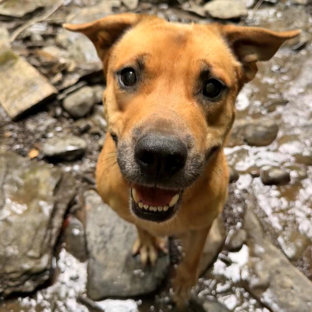Vahnkar, Adoptable, Adult Male Golden Retriever & German Shepherd Dog.