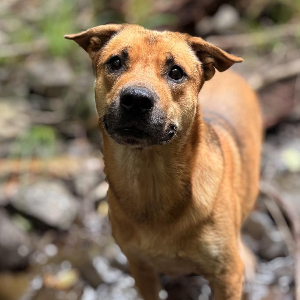Enlarge Vahnkar, a Adoptable mixed breed in Milford, NY image 2/3