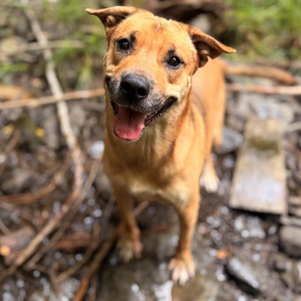 Enlarge Vahnkar, a Adoptable mixed breed in Milford, NY image 3/3