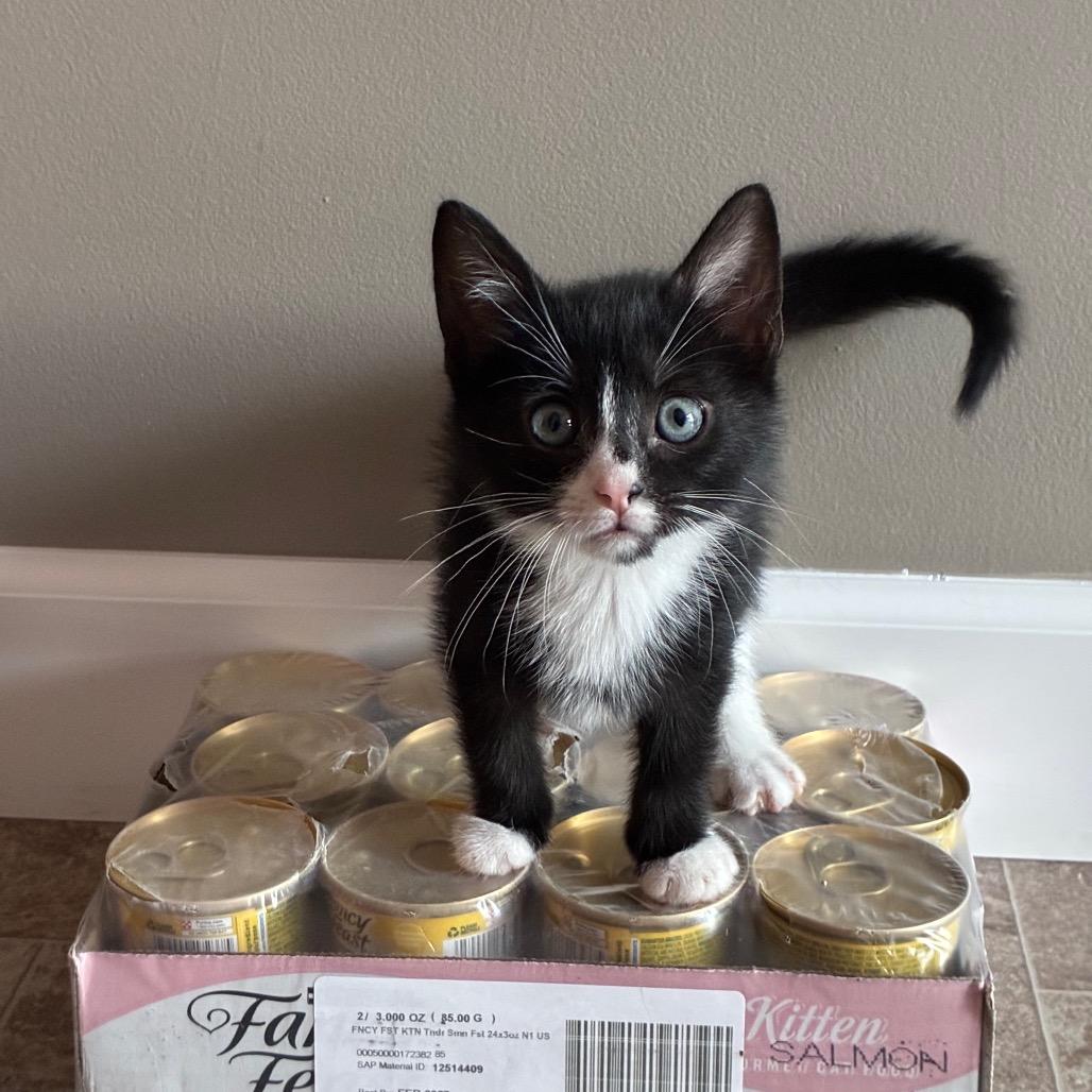 Enlarge Archibald (Archie), a Adoptable Domestic Short Hair in Ephrata, PA image 2/5