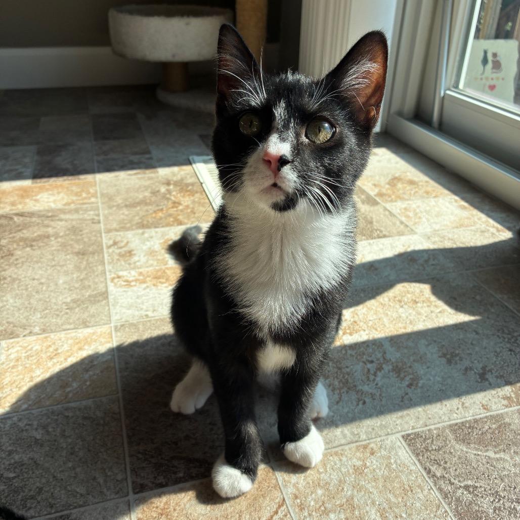 Enlarge Archibald (Archie), a Adoptable Domestic Short Hair in Ephrata, PA image 3/5