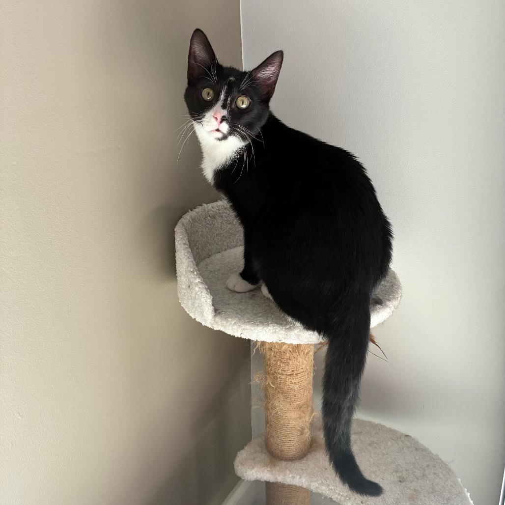 Enlarge Archibald (Archie), a Adoptable Domestic Short Hair in Ephrata, PA image 4/5