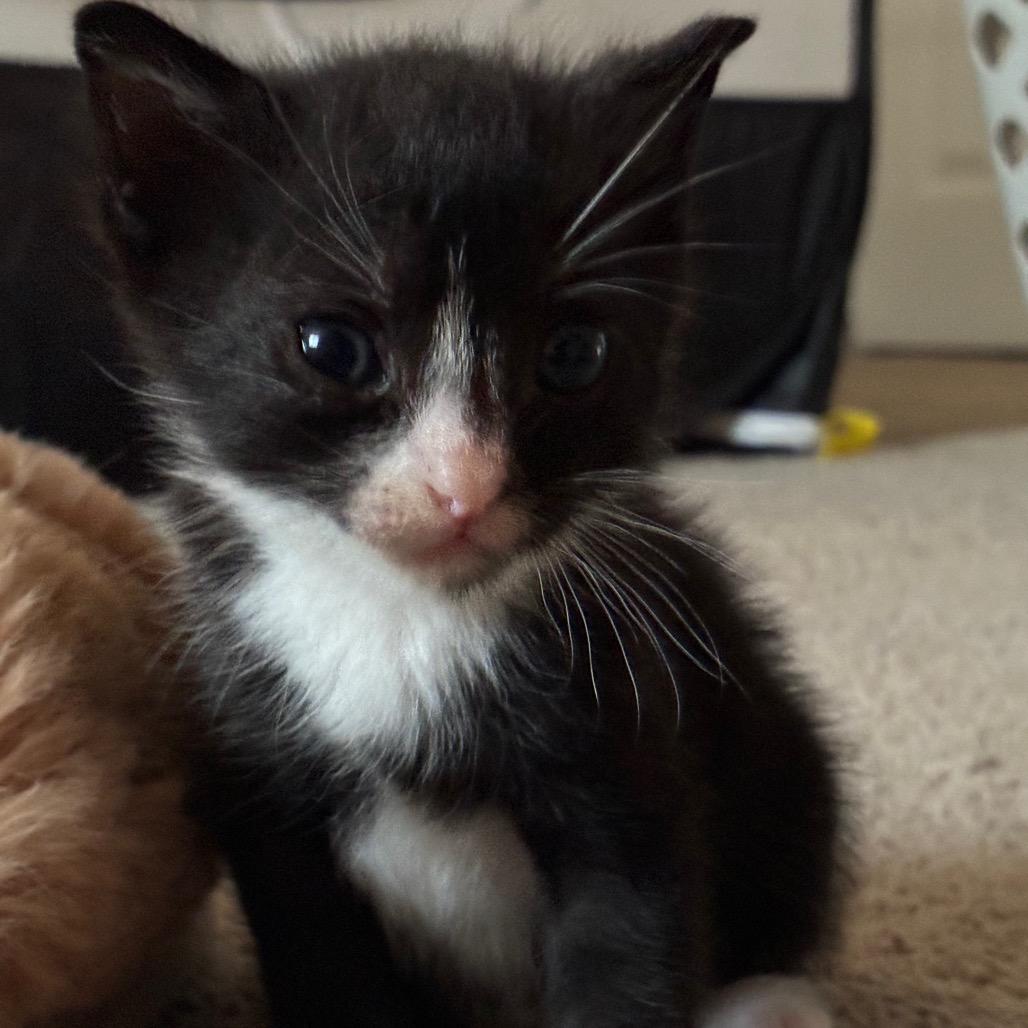 Enlarge Archibald (Archie), a Adoptable Domestic Short Hair in Ephrata, PA image 5/5