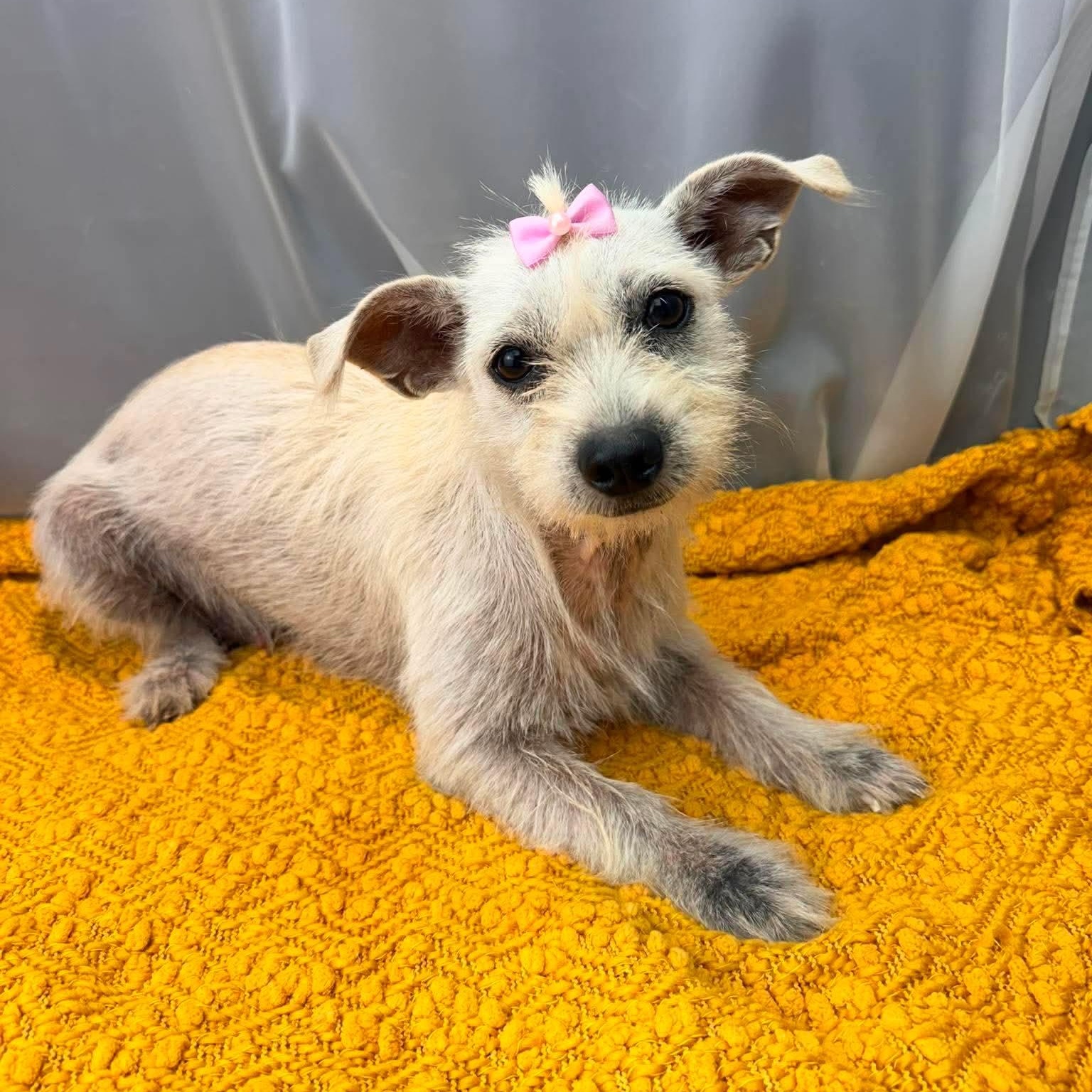 Enlarge Jaky, a Adoptable mixed breed in Jackson, MI image 3/5