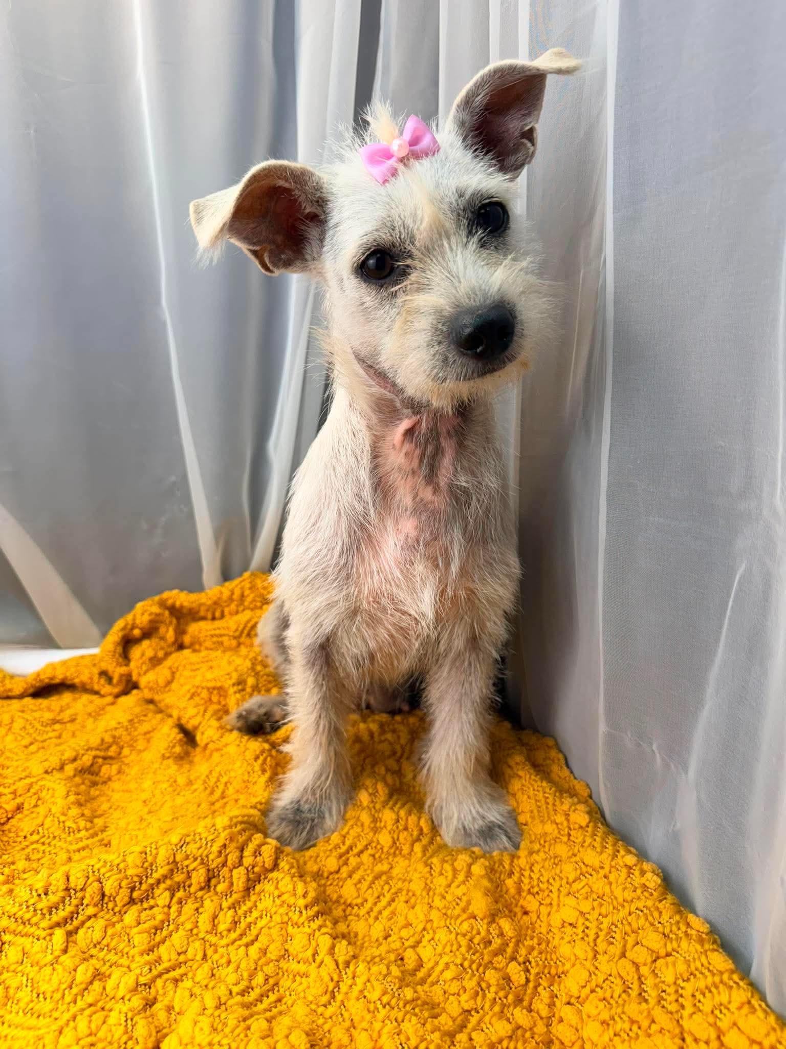 Enlarge Jaky, a Adoptable mixed breed in Jackson, MI image 5/5