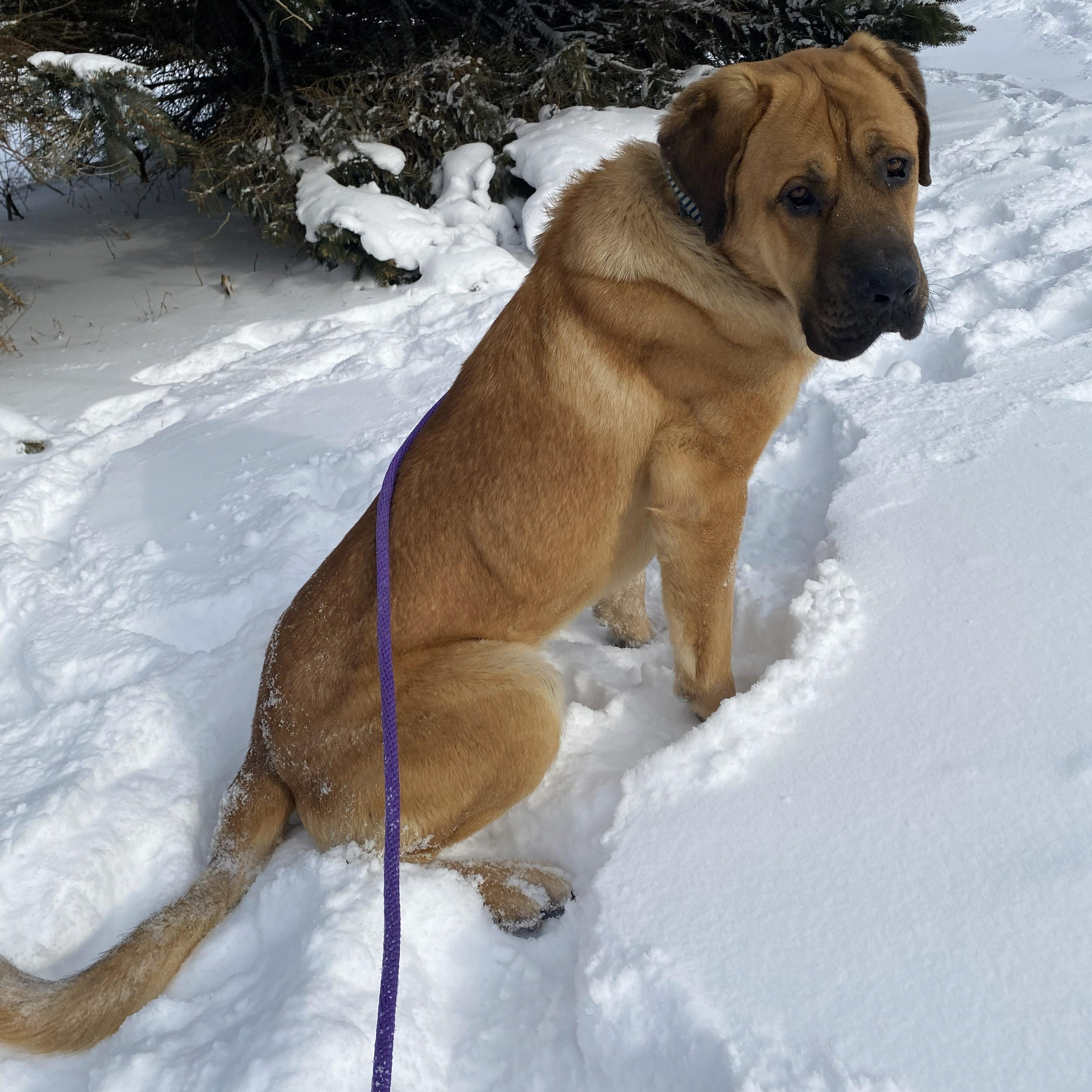 Hercules thumbnail 4