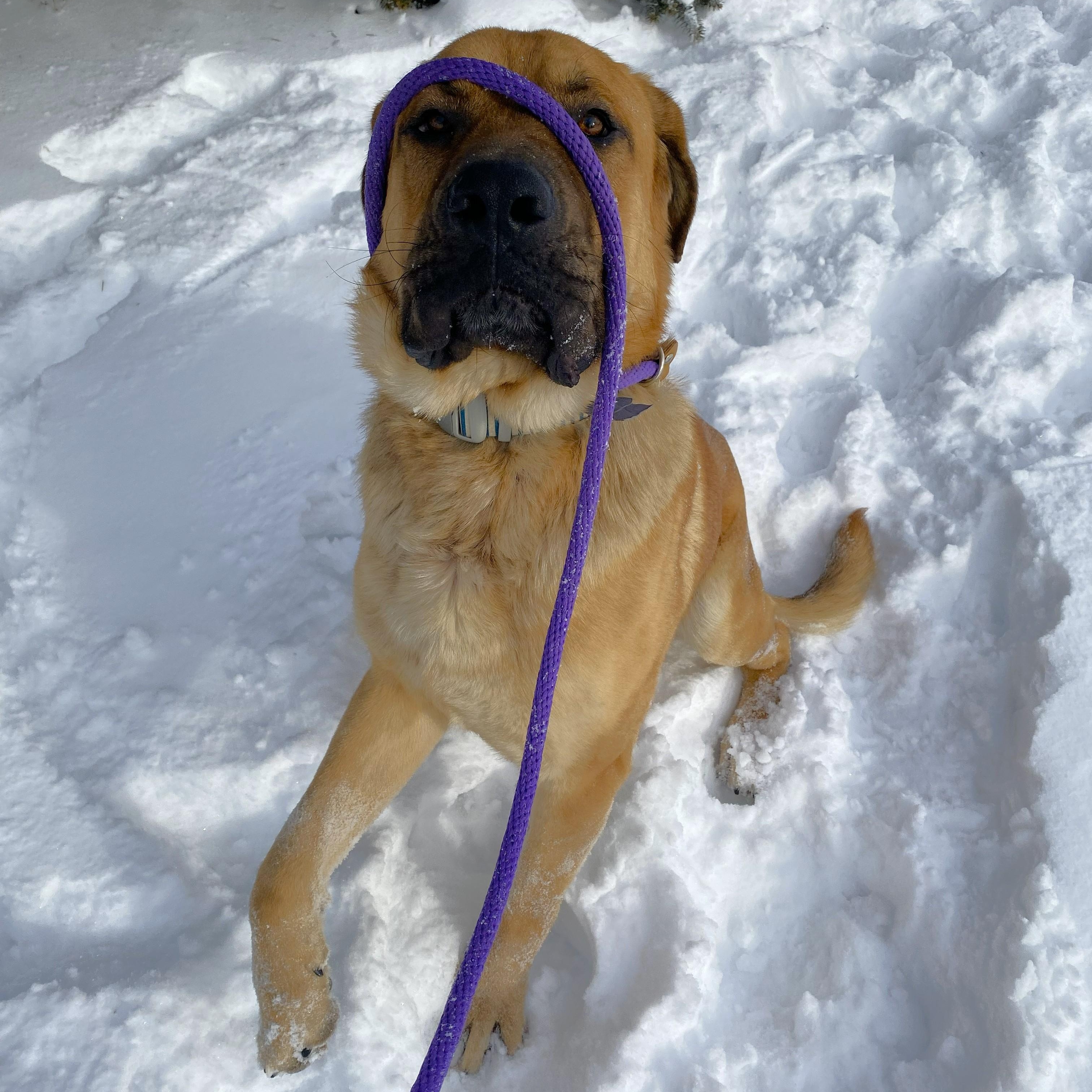 Hercules thumbnail 5