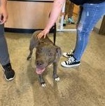 Enlarge Valentina 60677106, a ADOPTABLE Pit Bull Terrier in Harvey , LA image 1/1