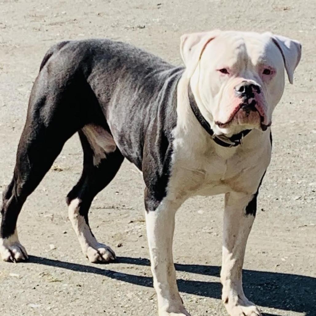 Tux, Adoptable, Adult Male American Bulldog.