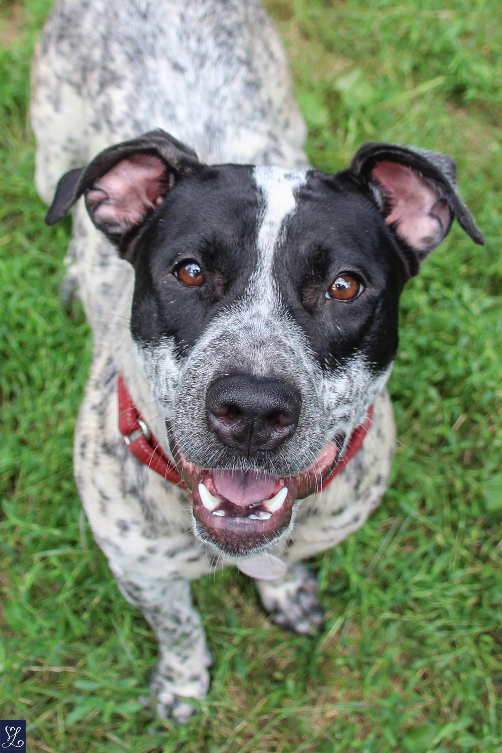 Dottie, a Adoptable mixed breed in CHURCHVILLE, NY image 6/6