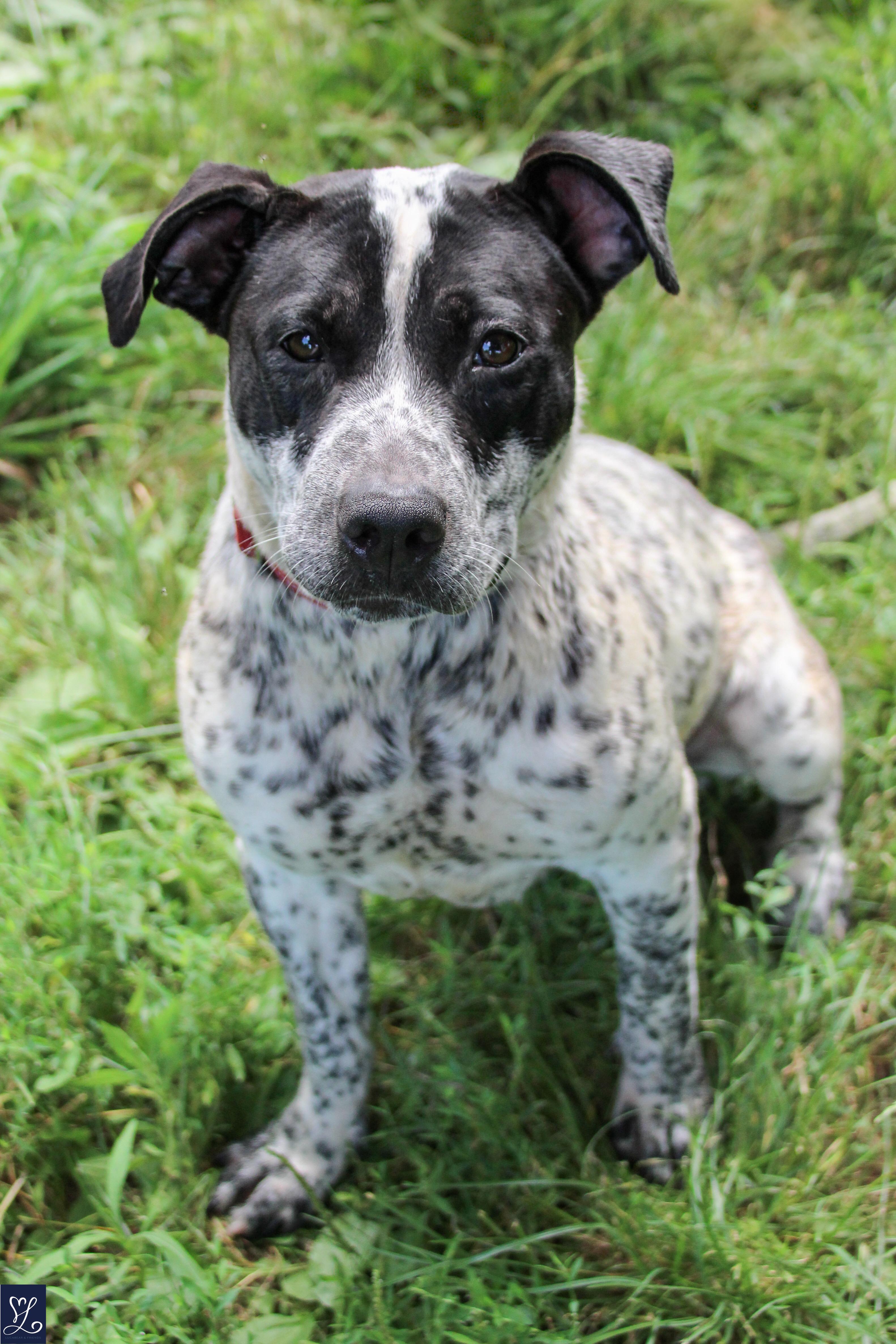 Dottie, Adoptable, Young Female Mixed Breed.