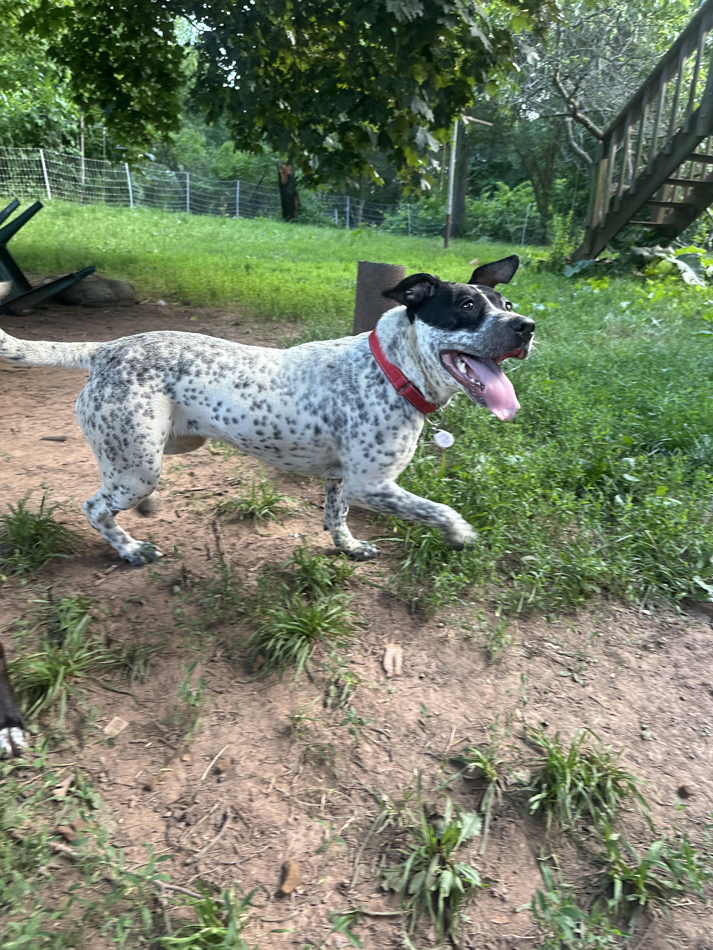 Dottie, a Adoptable mixed breed in CHURCHVILLE, NY image 2/6