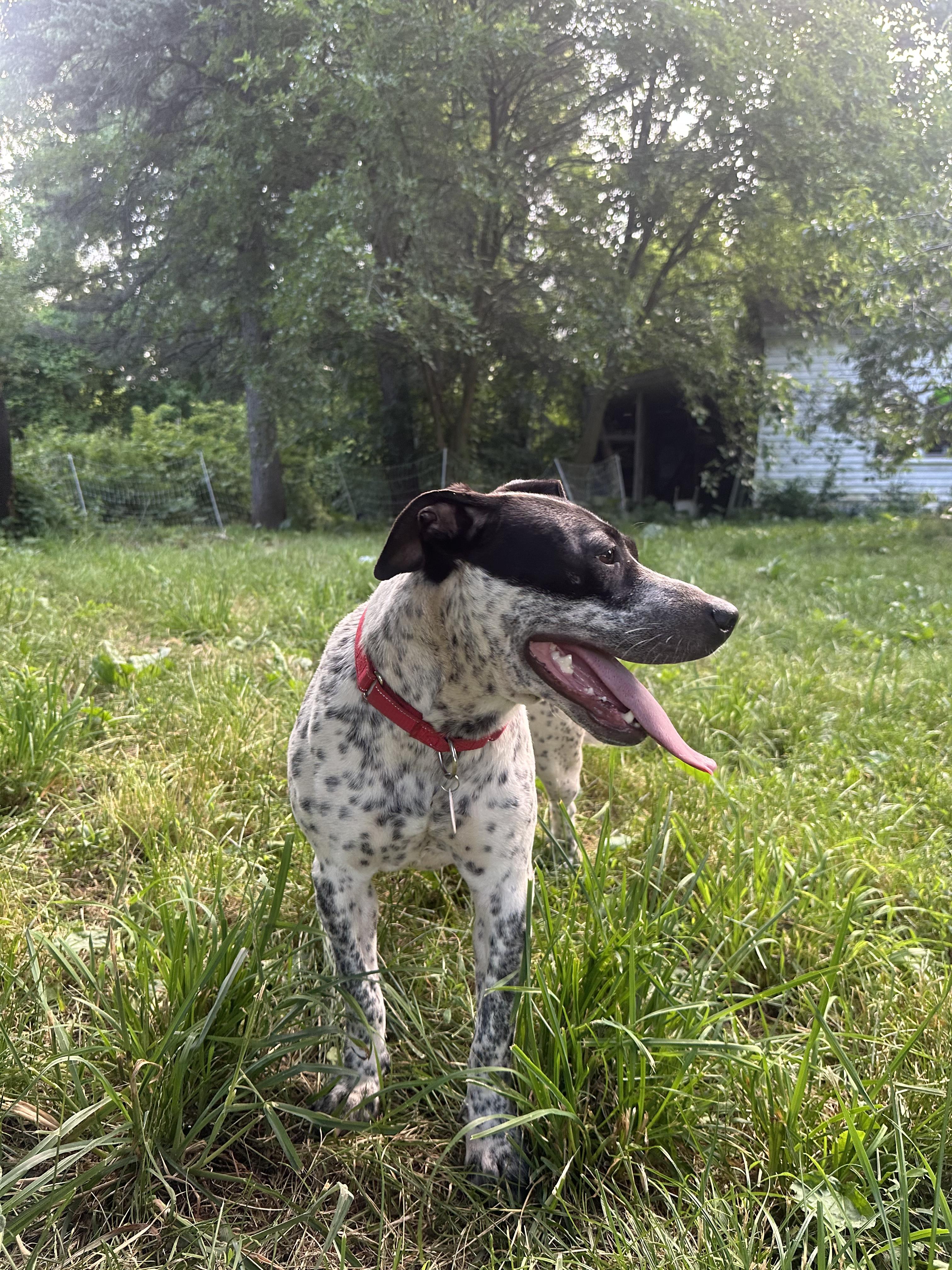 Dottie, a Adoptable mixed breed in CHURCHVILLE, NY image 3/6