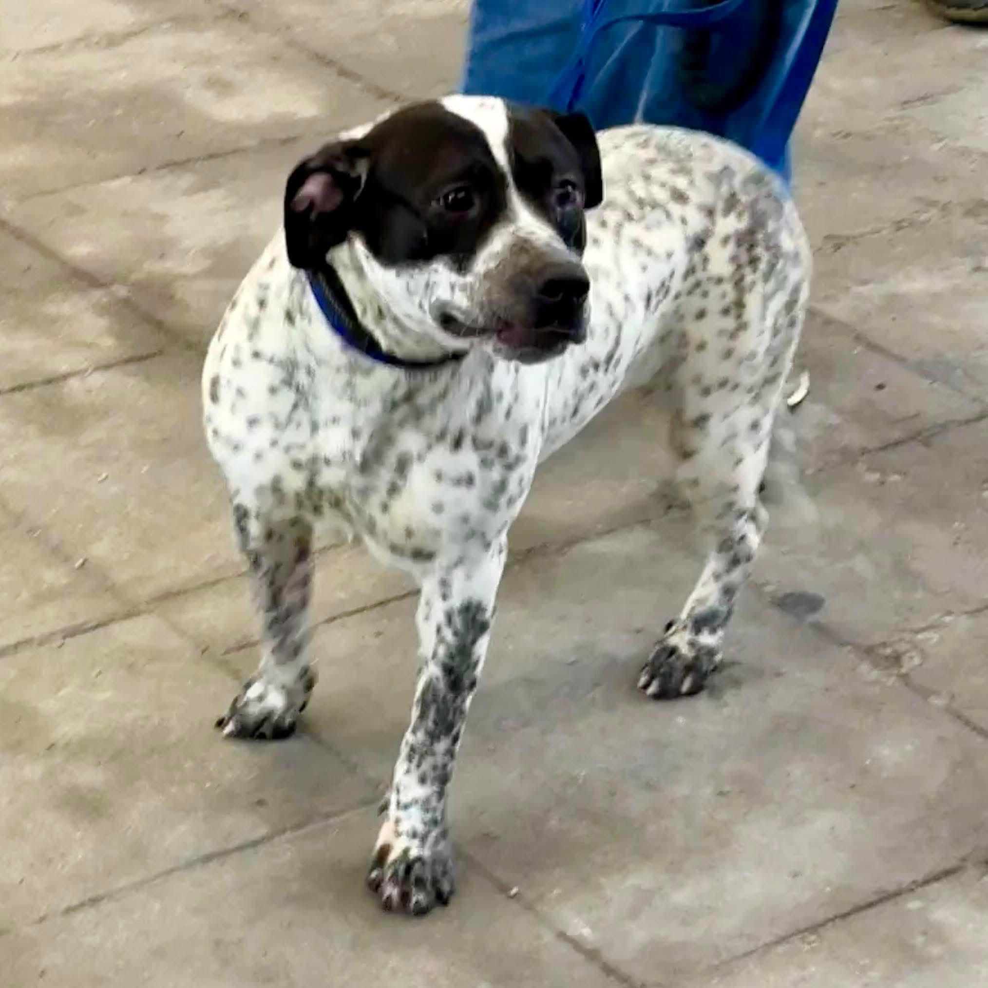 Dottie, a Adoptable mixed breed in CHURCHVILLE, NY image 4/6