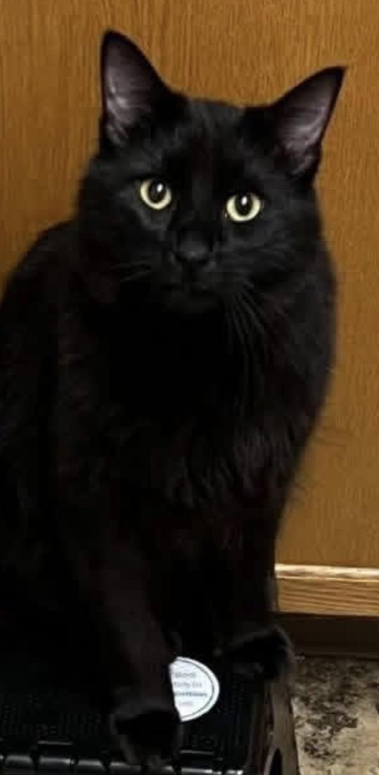 Enlarge Drax, a Adoptable mixed breed in Fairbanks, AK image 2/2