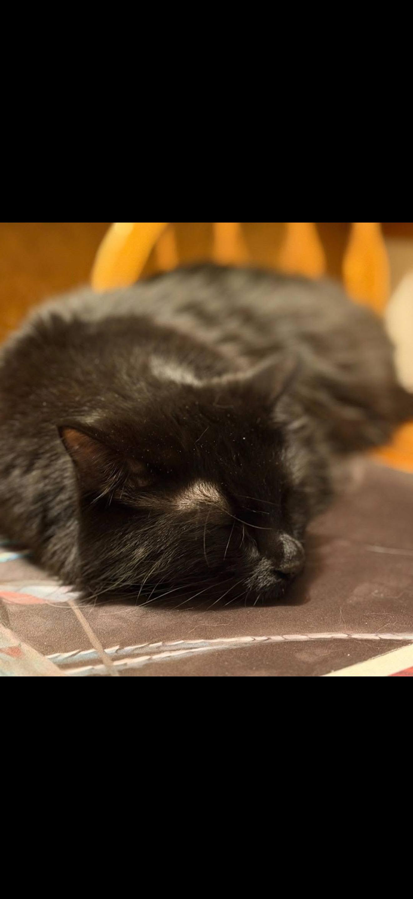 Enlarge Drax, a Adoptable mixed breed in Fairbanks, AK image 1/2