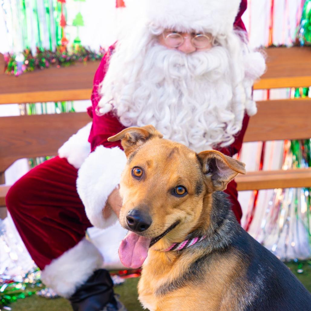 Acorn, Adoptable, Young Male Shepherd & Mixed Breed.
