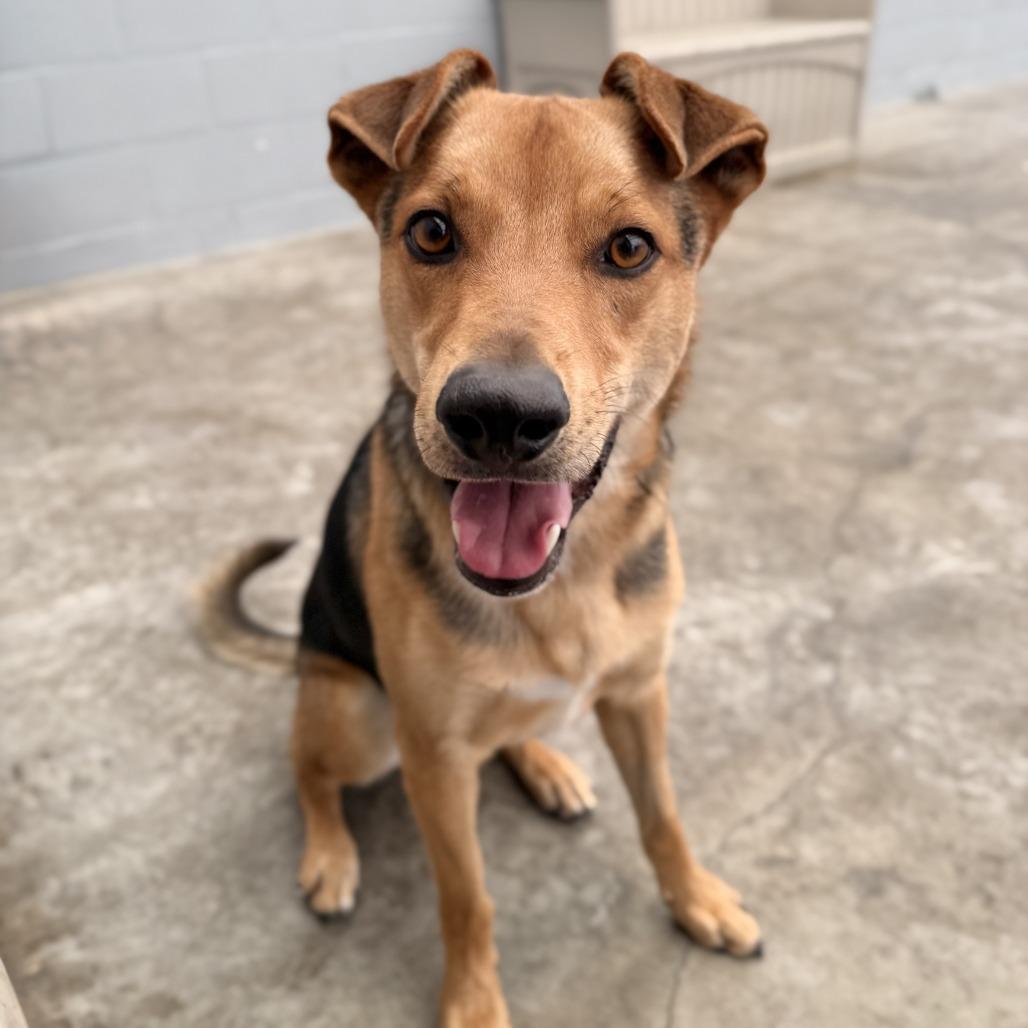 Acorn, Adoptable, Young Male Shepherd & Mixed Breed.