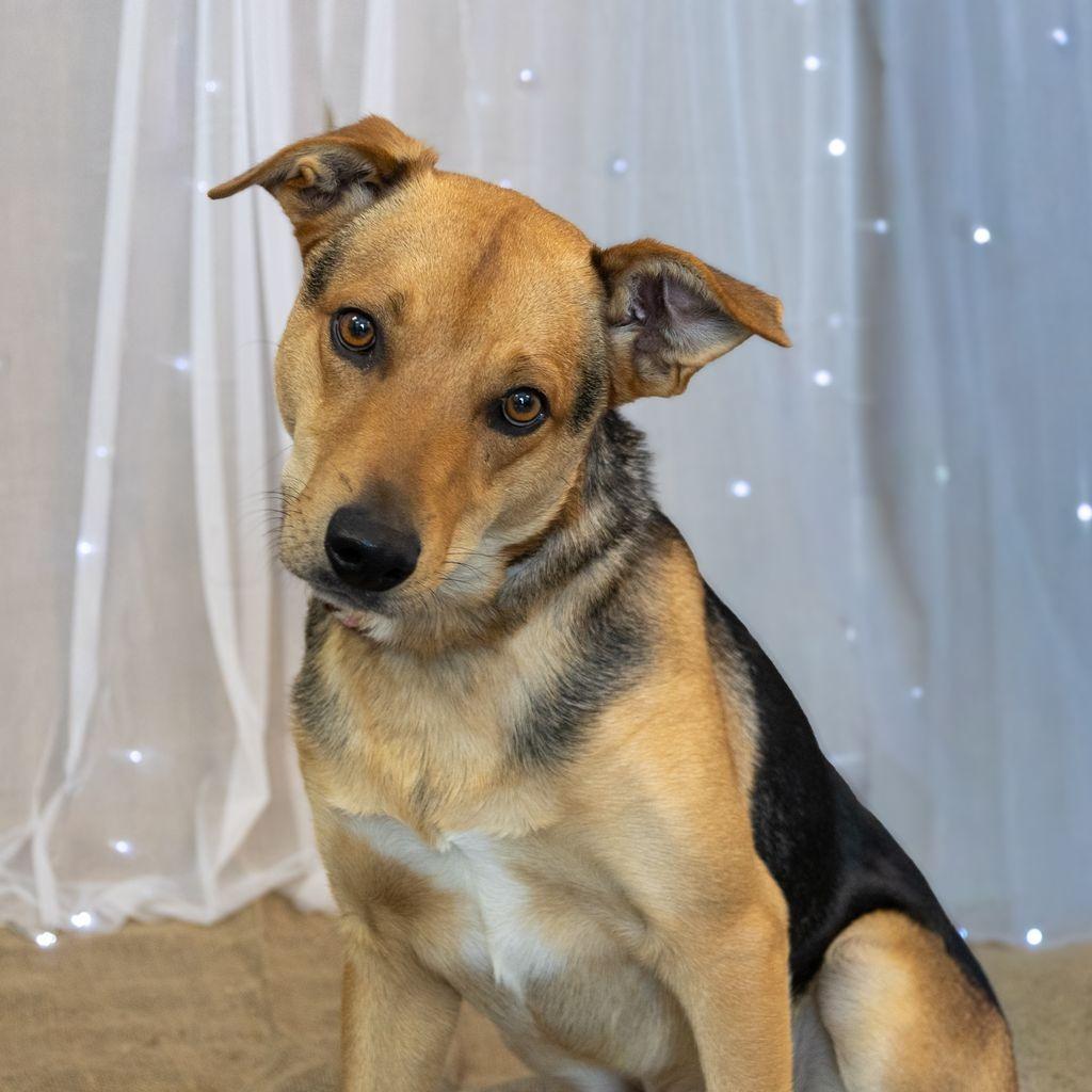 Acorn, Adoptable, Young Male Shepherd & Mixed Breed.